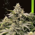 thumb of Grease Monkey Feminized by WeedSeedsExpress grown by WSE
