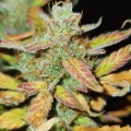 thumb of Haze Auto by WeedSeedsExpress grown by Cannabeast40