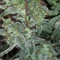 thumb of Lemon Auto by WeedSeedsExpress grown by Rock_n_Roll_Randy