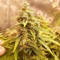 thumb of Magnum Auto by WeedSeedsExpress grown by Roberts