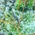 thumb of Magnum Auto by WeedSeedsExpress grown by spyder