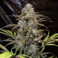 thumb of Mimosa Feminized by WeedSeedsExpress grown by WSE
