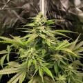 thumb of Northern Lights Feminized by WeedSeedsExpress grown by WSE