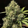 thumb of Pure Power Plant Feminized by WeedSeedsExpress grown by WSE