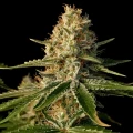 thumb of Purple Kush by WeedSeedsExpress grown by Zurban_Poison