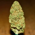 thumb of Purple Urkle by WeedSeedsExpress grown by Silky_smooth