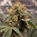 thumb of Purple Urkle by WeedSeedsExpress grown by Theia
