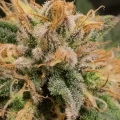 thumb of Purple Urkle by WeedSeedsExpress grown by Theia