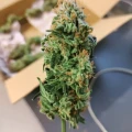 thumb of Purple Urkle by WeedSeedsExpress grown by Theia