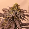 thumb of Purple Urkle by WeedSeedsExpress grown by Theia