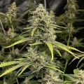 thumb of Runtz Autoflower by WeedSeedsExpress grown by WSE