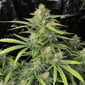 thumb of Runtz Autoflower by WeedSeedsExpress grown by WSE