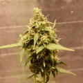 thumb of Santa Maria Auto by WeedSeedsExpress grown by Silky_smooth