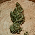 thumb of Santa Maria Auto by WeedSeedsExpress grown by Silky_smooth