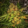 thumb of Sexxpot by WeedSeedsExpress grown by magamxbbweed