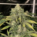 thumb of Snow White Feminized by WeedSeedsExpress grown by WSE