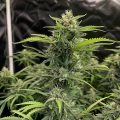 thumb of Sour Diesel Feminized by WeedSeedsExpress grown by WSE