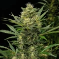 thumb of Stardawg Feminized by WeedSeedsExpress grown by WSE