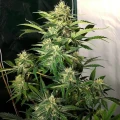 thumb of Super Silver Haze Feminized by WeedSeedsExpress grown by WSE