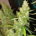 thumb of Tangerine Dream Auto by WeedSeedsExpress grown by Roberts