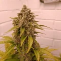 thumb of Wedding Cake Auto by WeedSeedsExpress grown by AsNoriu