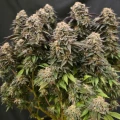 thumb of Wedding Cake by WeedSeedsExpress grown by Naujas