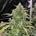 thumb of White Rhino Feminized by WeedSeedsExpress grown by WSE