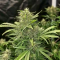 thumb of White Russian Feminized by WeedSeedsExpress grown by WSE