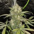 thumb of White Widow X Northern Lights Feminized by WeedSeedsExpress grown by WSE