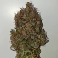 thumb of Zkittlez Auto by WeedSeedsExpress grown by Mosquito_Haarlem_Holland