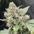 thumb of Godfather OG by WeedSeedsExpress Grown by 420giirl