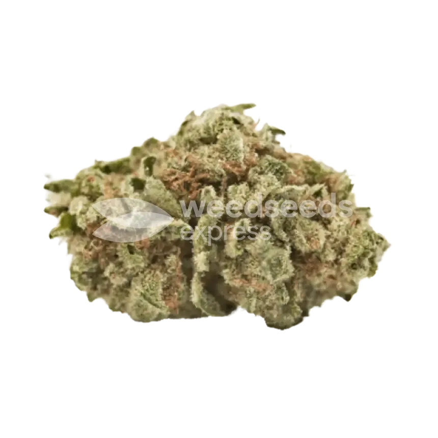 24K Bud