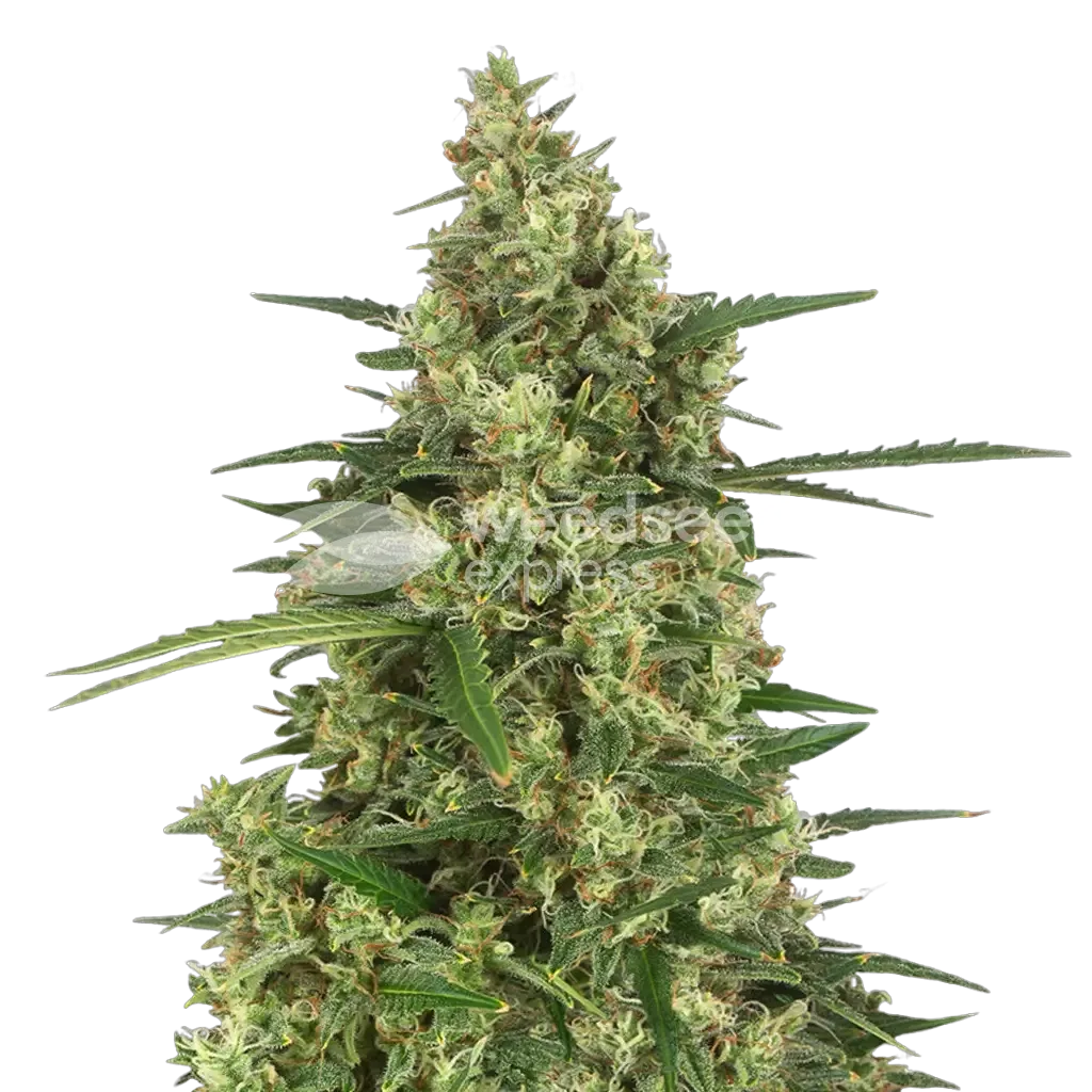 9 Pound Hammer Plante