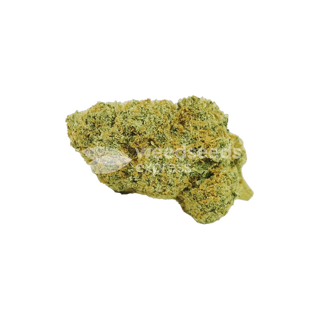 Bud de Acapulco Gold Auto