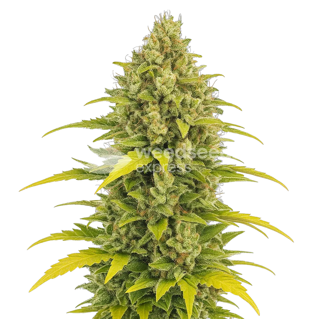 Plante de Acapulco Gold Auto
