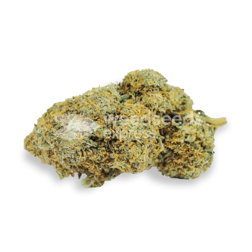 Acapulco Gold Bud