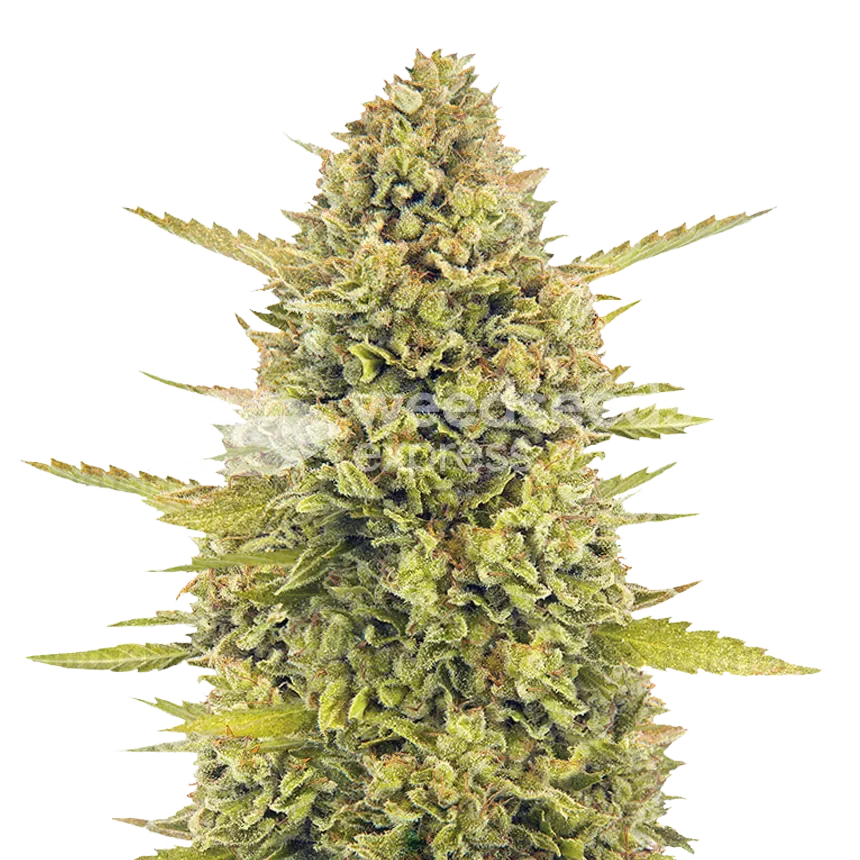 Acapulco Gold Plant