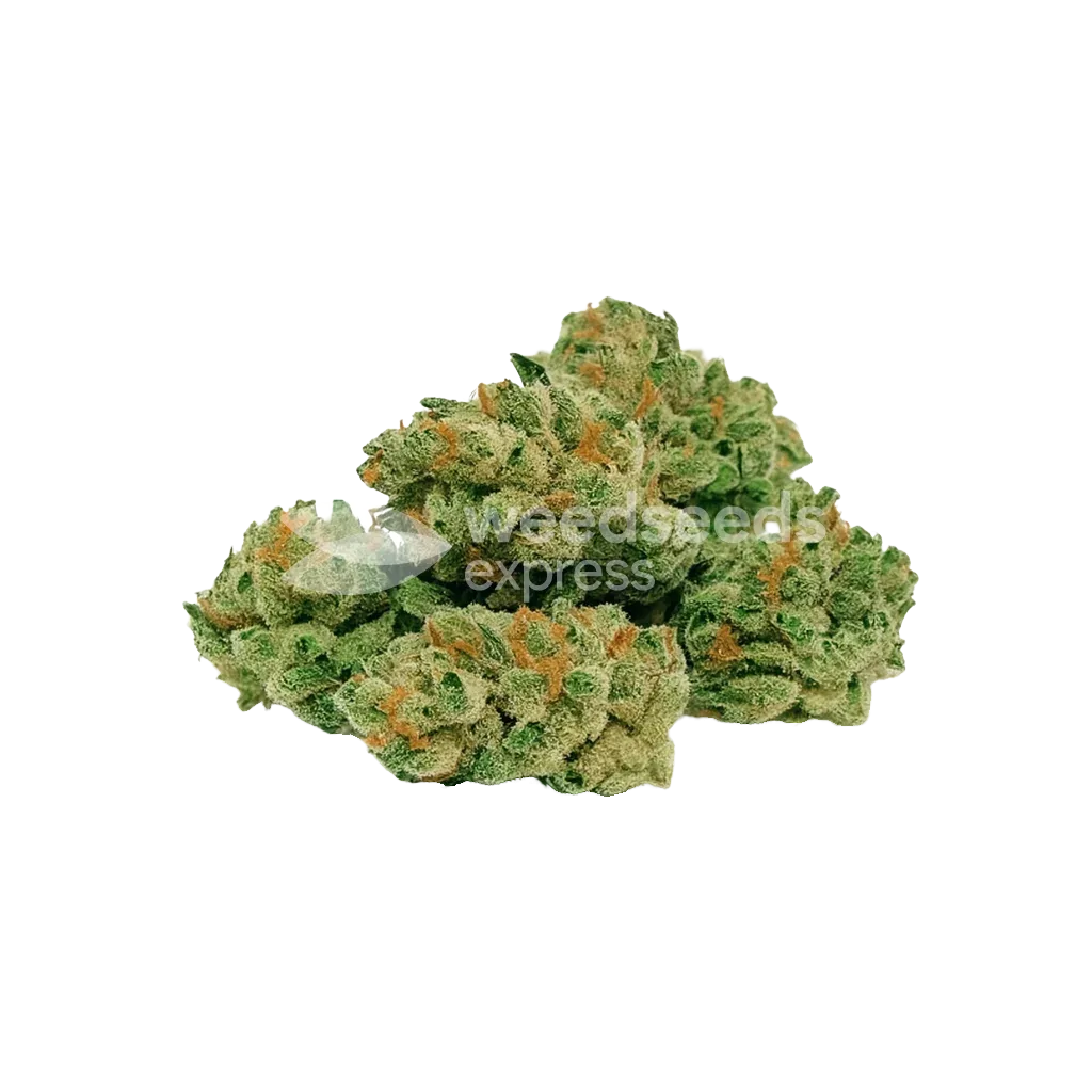 Bud de ACDC Auto