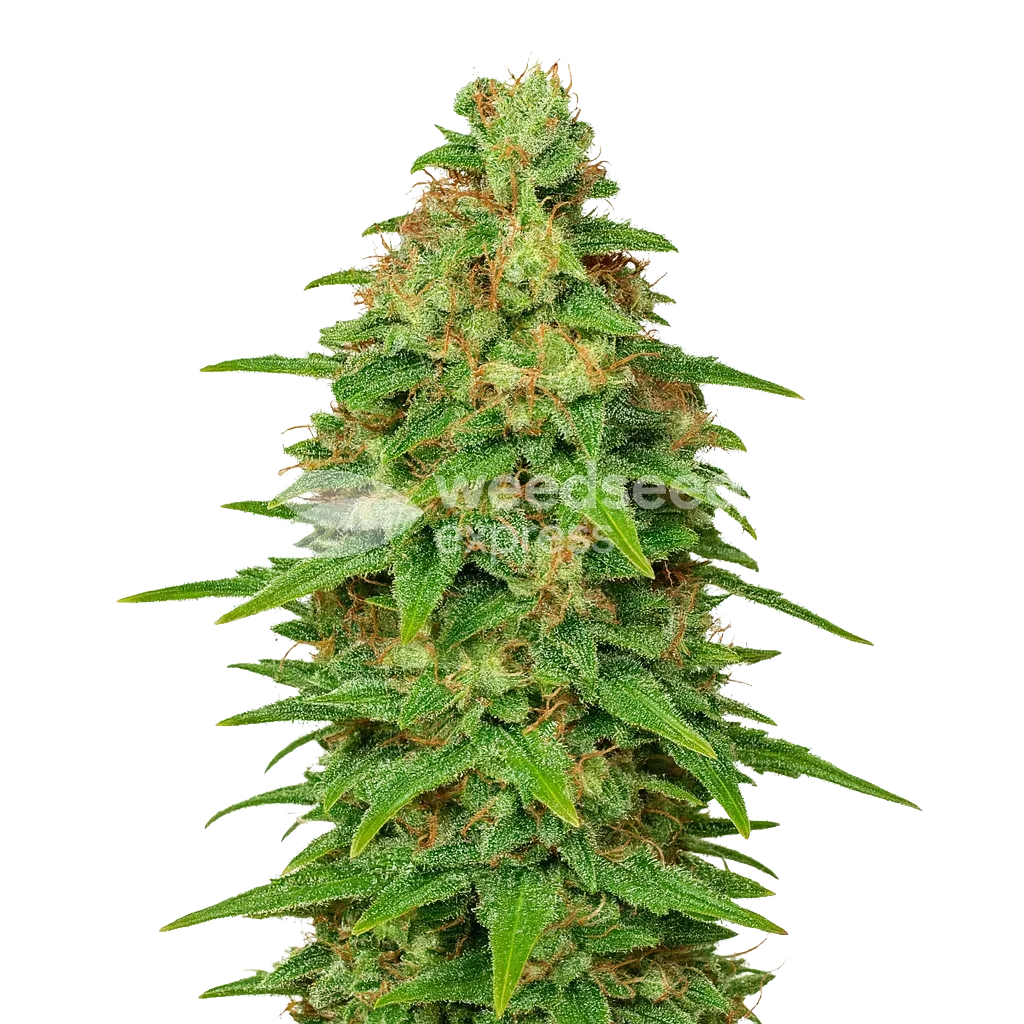 Plante de ACDC Auto