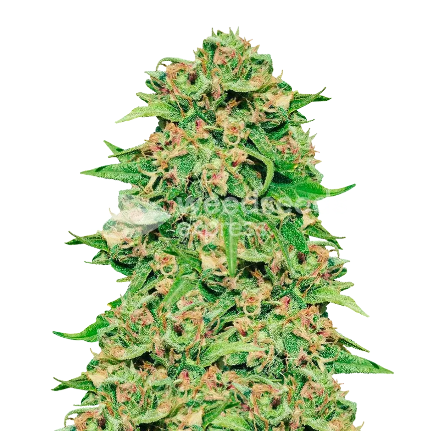 ACDC plant