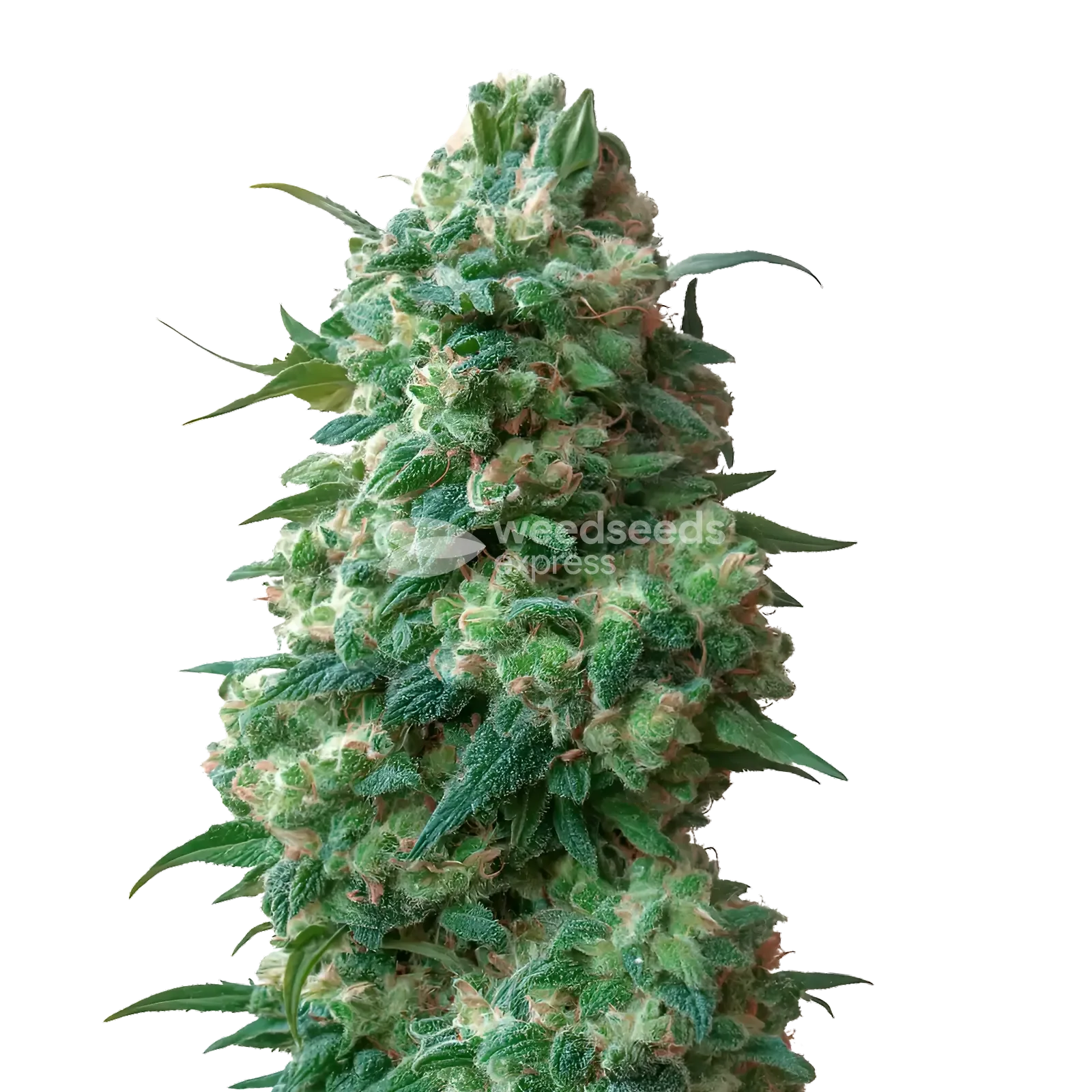 Plante de cannabis Afghan Kush