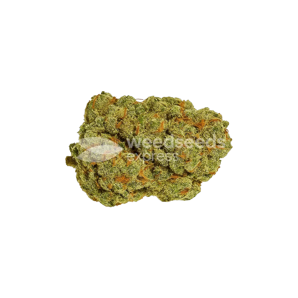Bud de Afghani Auto