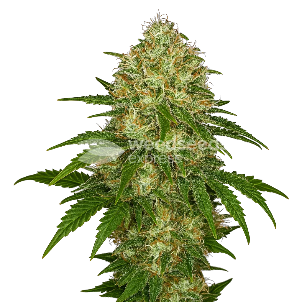 Plante de Afghani Auto