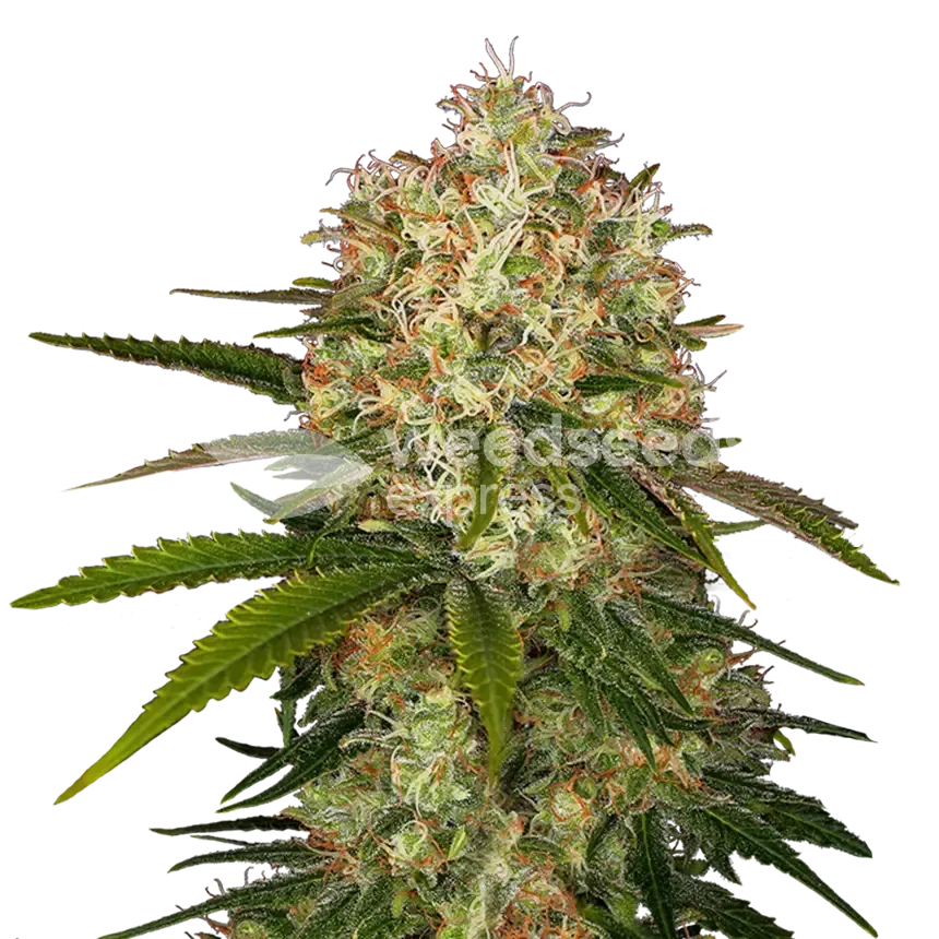 Afghani plant