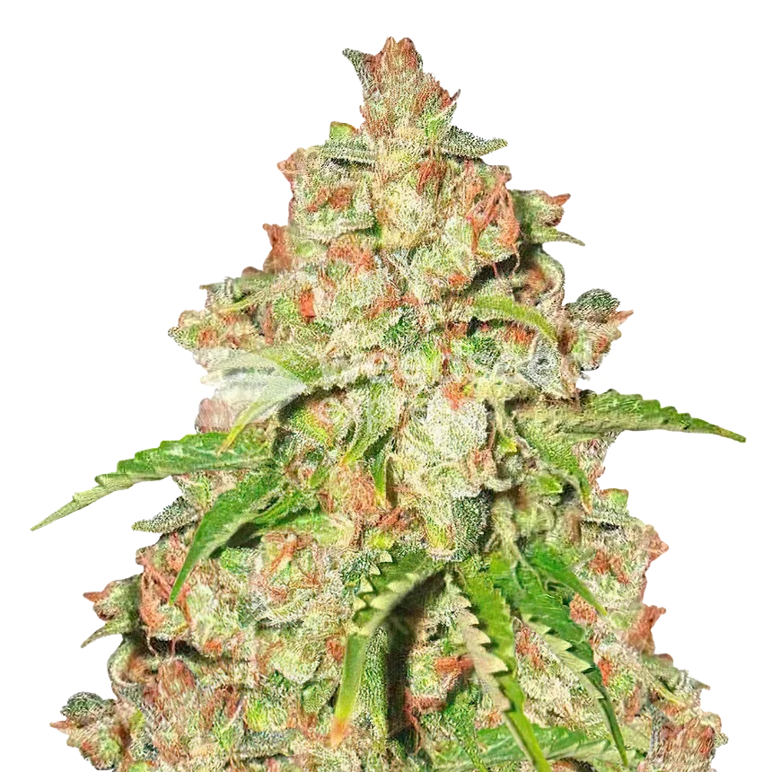 Agent Orange Plant