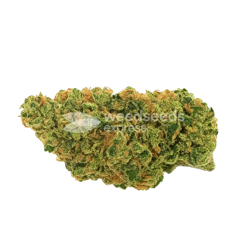 Bud de AK47 Auto