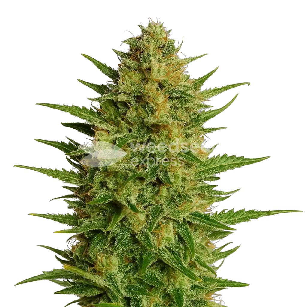 Plante de AK47 Auto