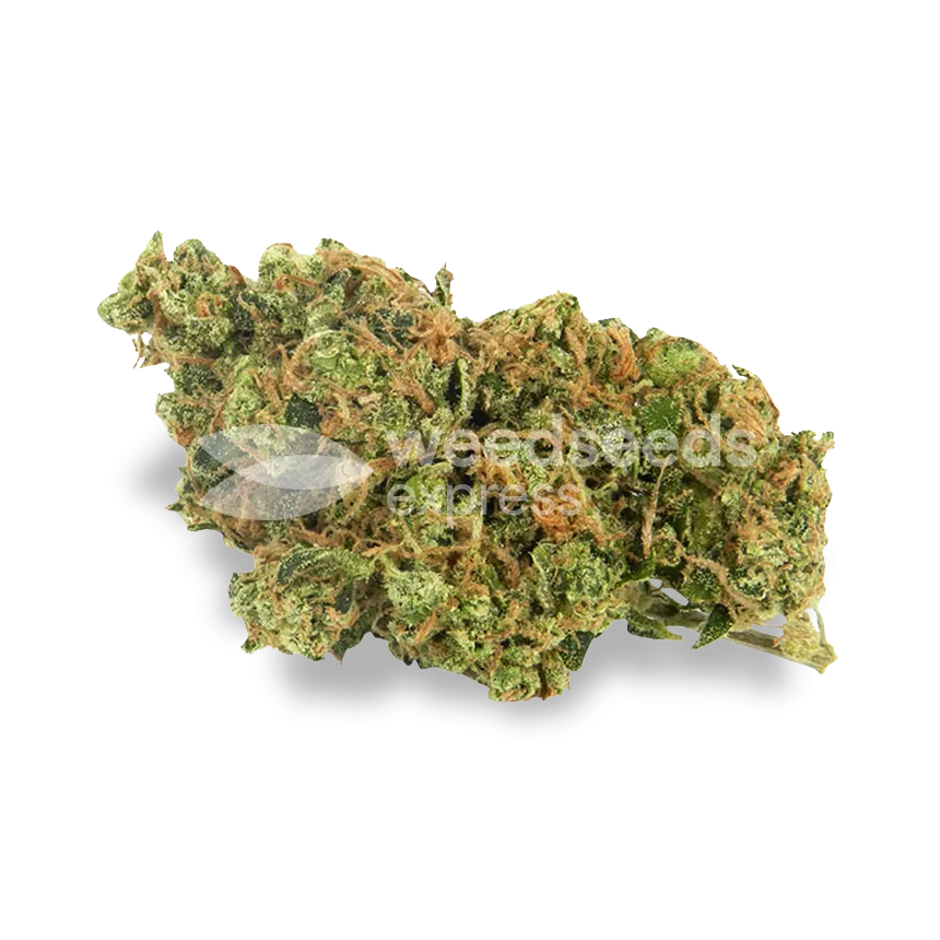 AK-47 bud
