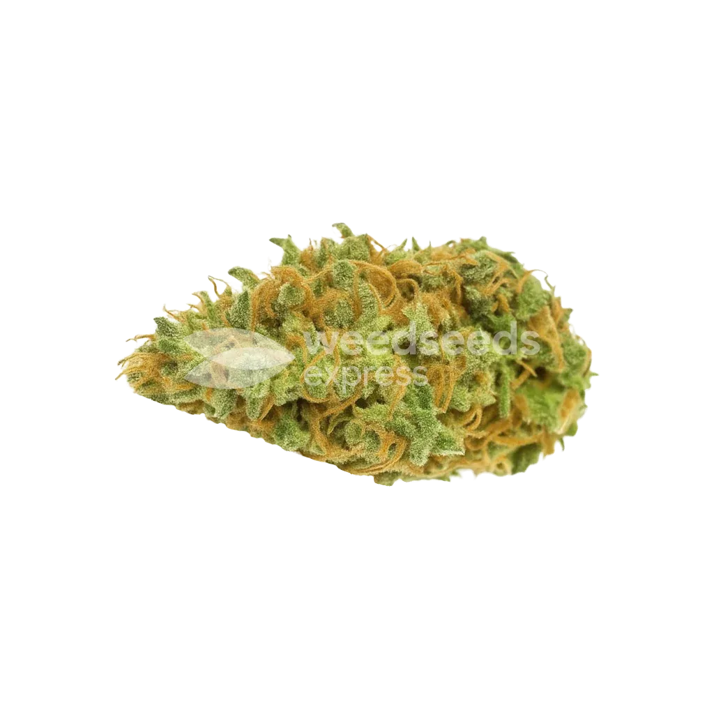 Bud de AK-48 Auto