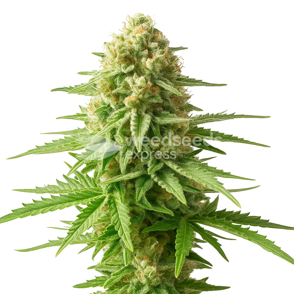 Plante de AK-48 Auto